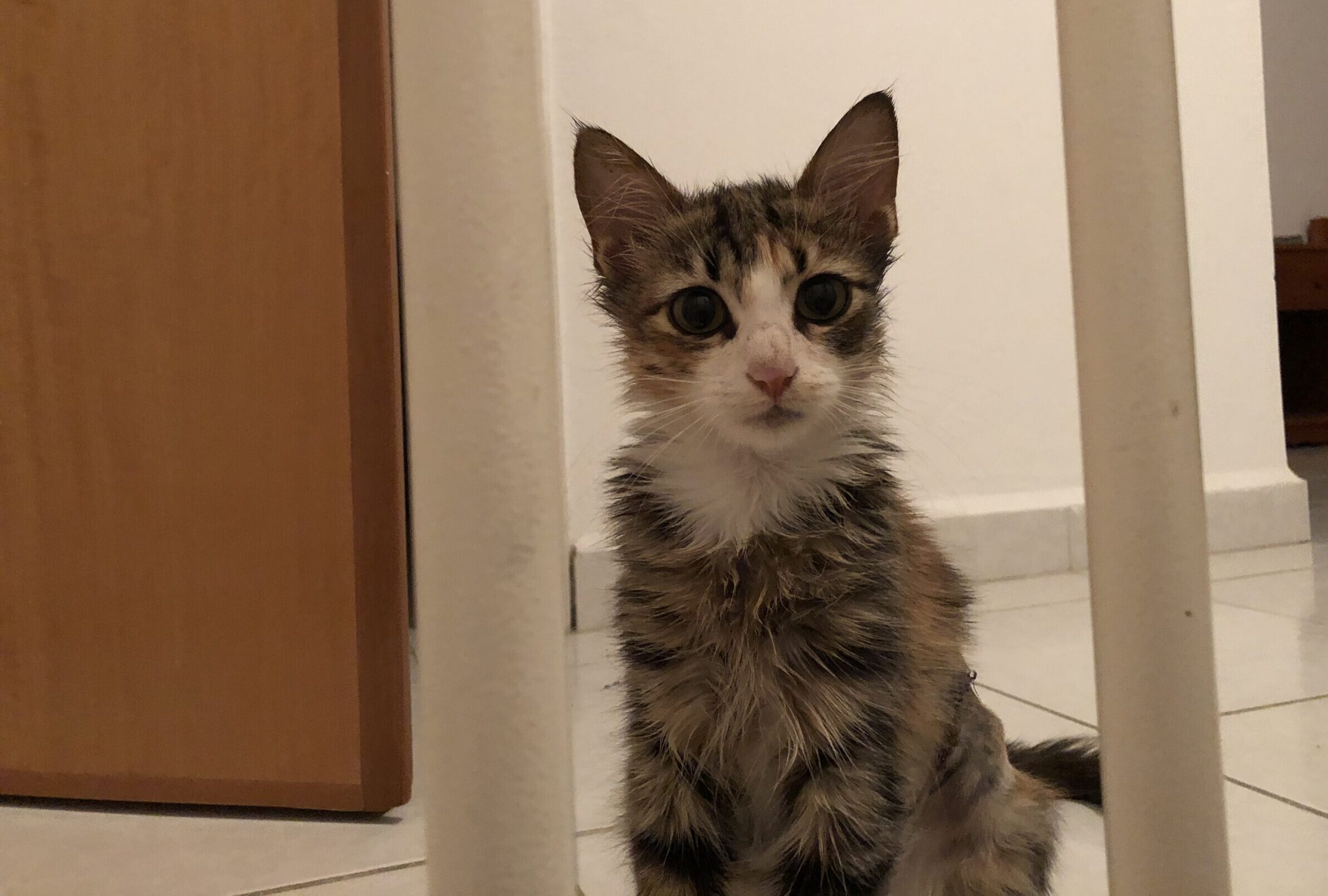 Leros Cats